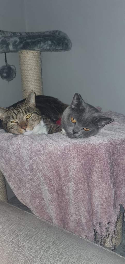 British short hair cat needing rehomed