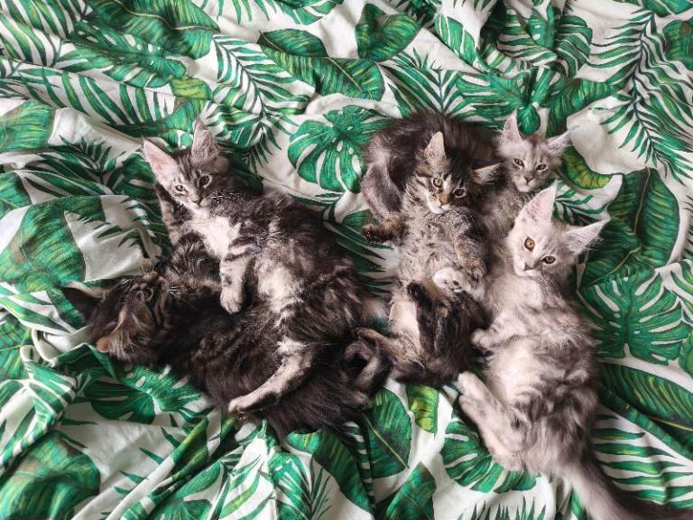 Maine coon kittens Pedigree TICA