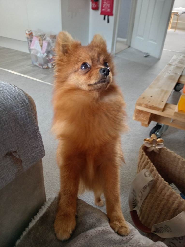 Beautiful pomerain boy