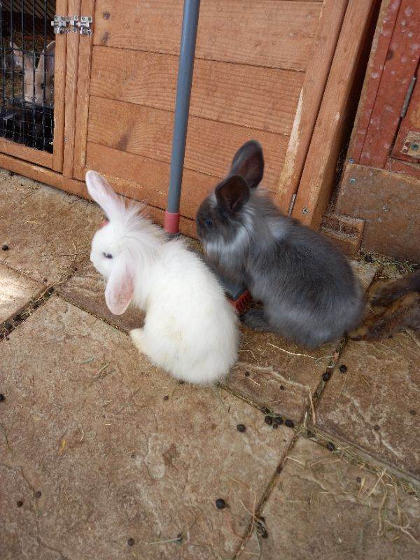 Rabbits