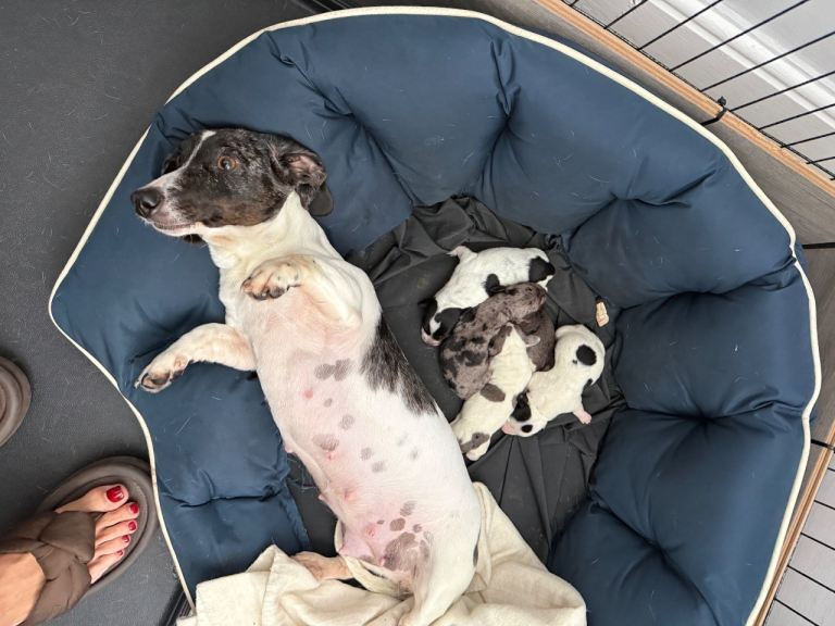 Miniature Dachshunds