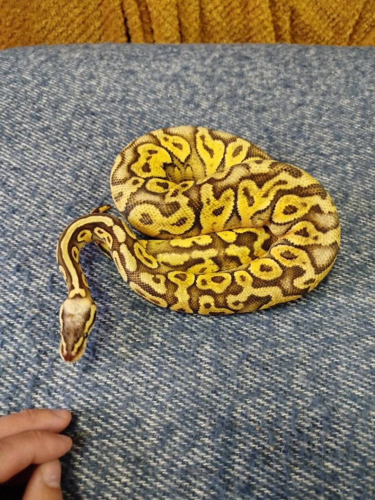 Royal Pythons for sale (updated regularly)