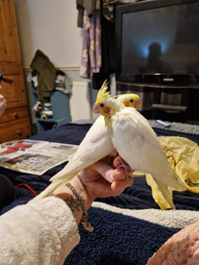 Hand reared lutino cockateil +large cage 