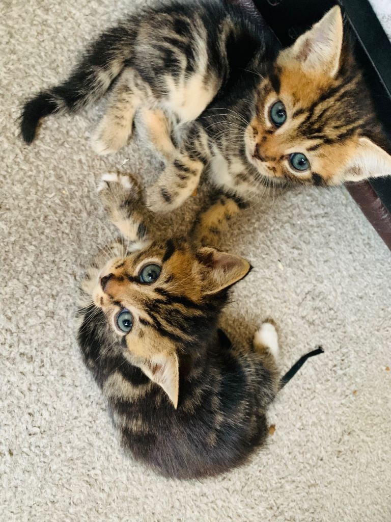 Beautiful mixed litter