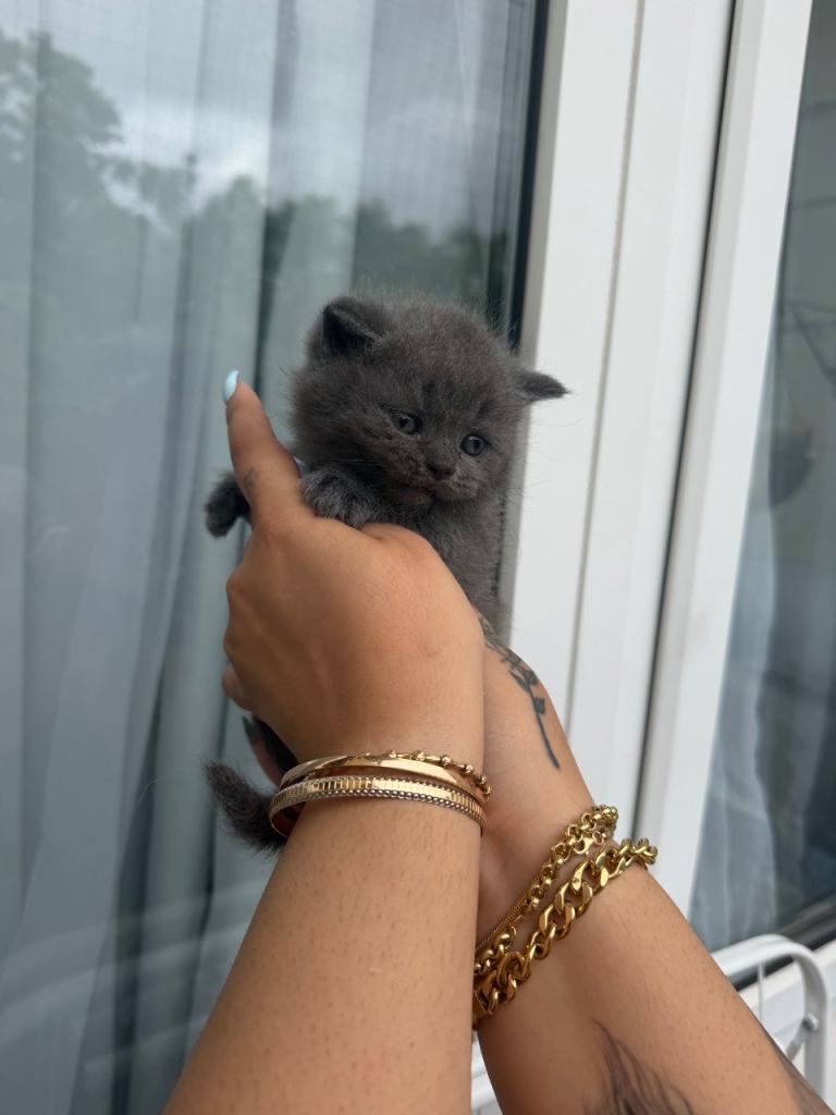 British short hair kittens 