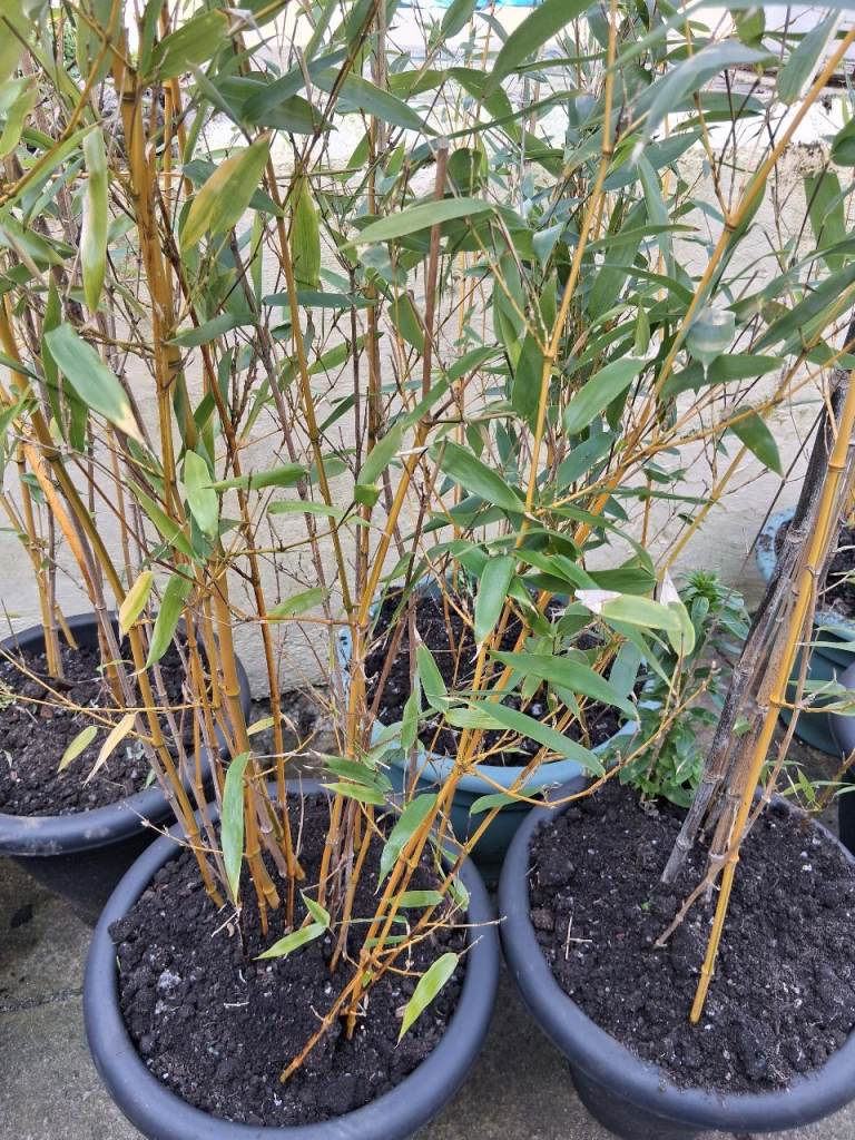 Bamboo plants x 6