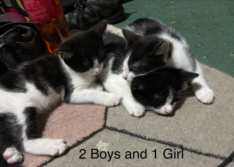 3 Beautiful Tuxedo Kittens £20 each