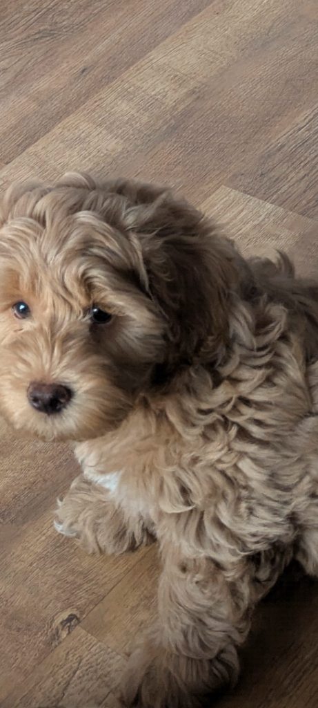 TEDDY BEAR Lhasa poo