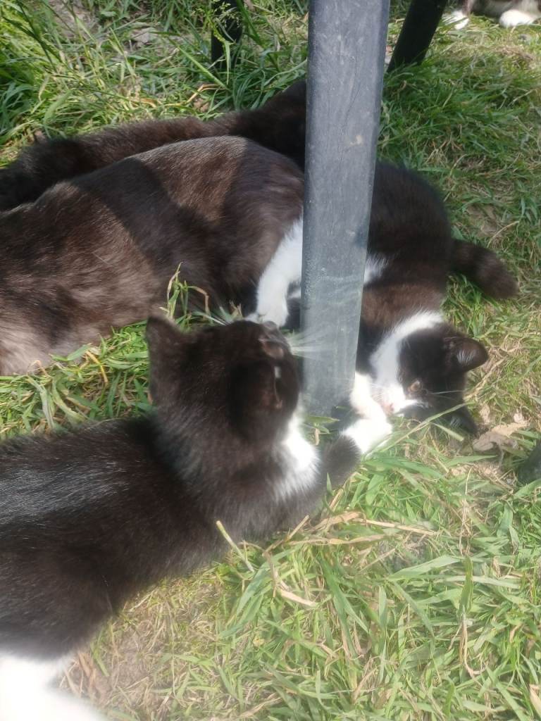 Outdoor kittens