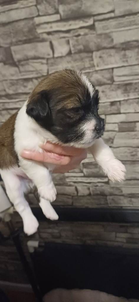 Only 1 left girls left Shihtzu cross puppies for sale puppy dog