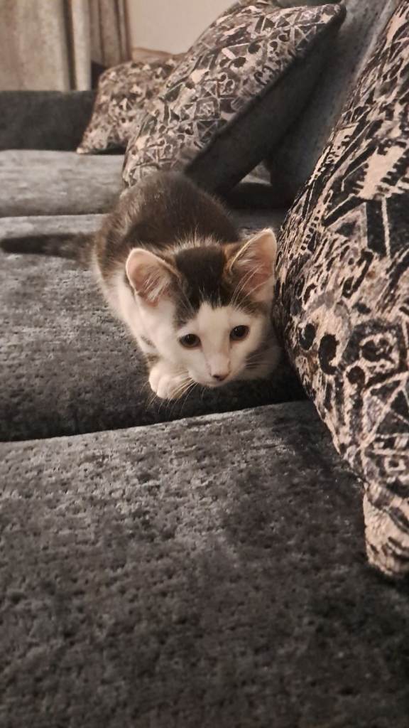 11 week old male kitten 