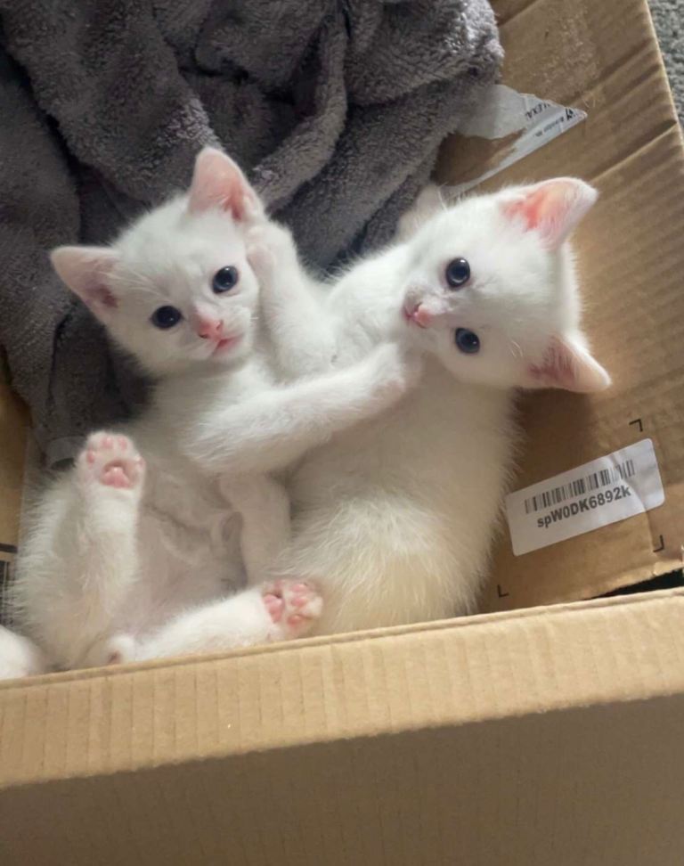 1 male kitten