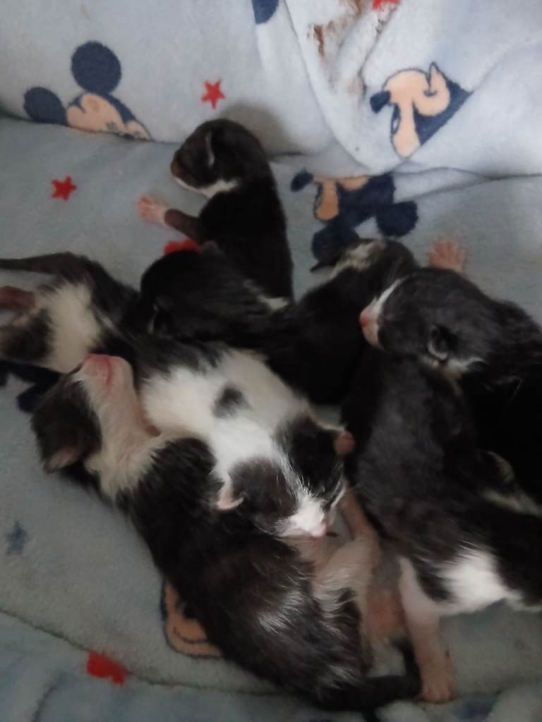 Black and white kittens for sale 
