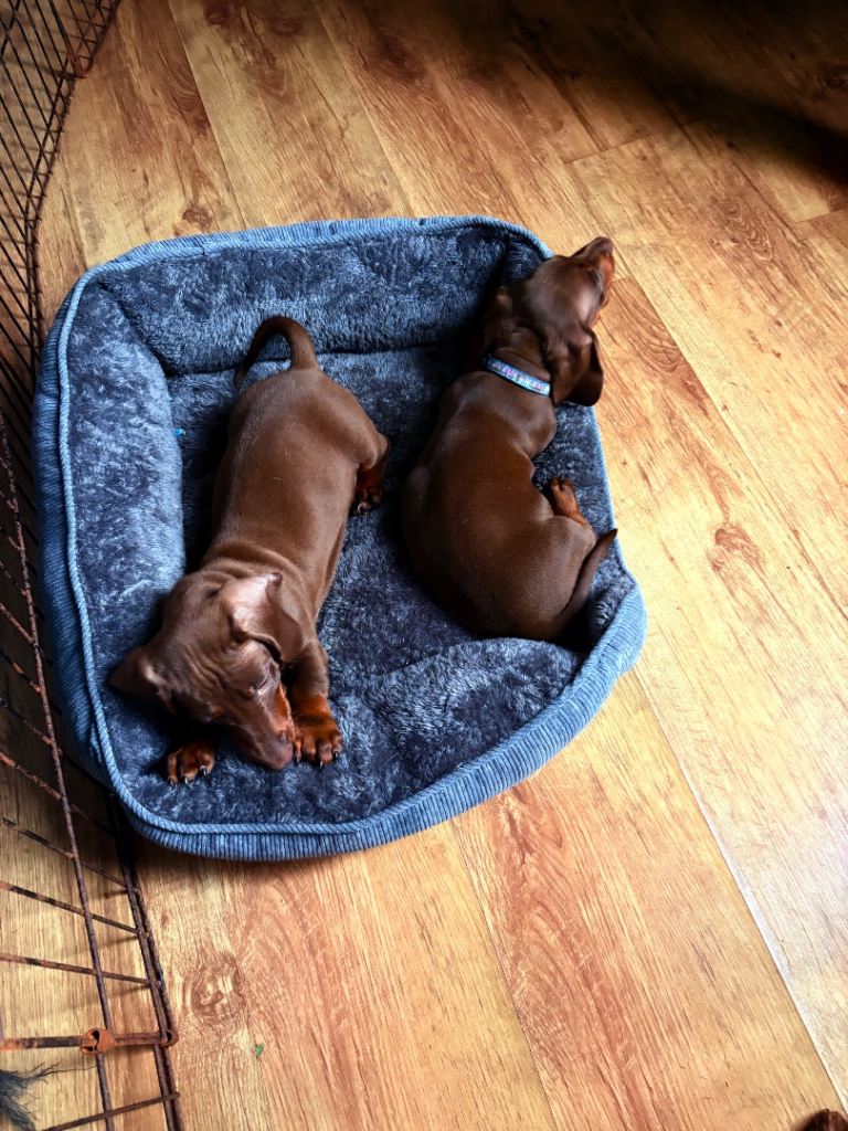 2 miniature Dachshund puppies