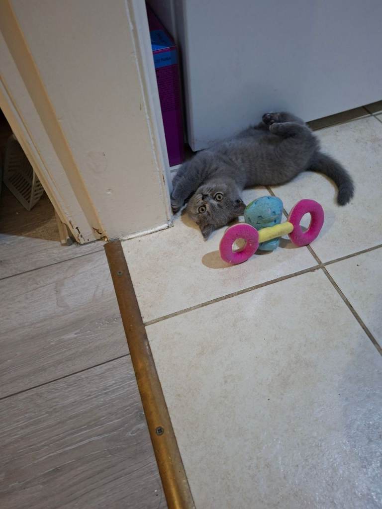 Beautiful British Shorthair Kittens St Helens £570 - only 1 Boy left