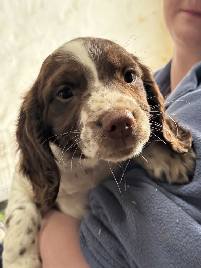 Springer spaniel puppy 