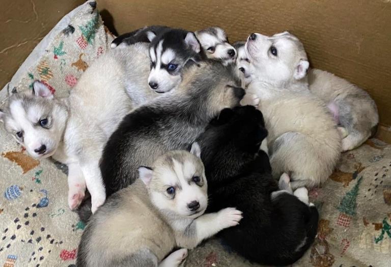 Siberian Husky Puppies for Sale 