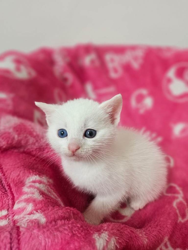 3 beautiful kitten's.