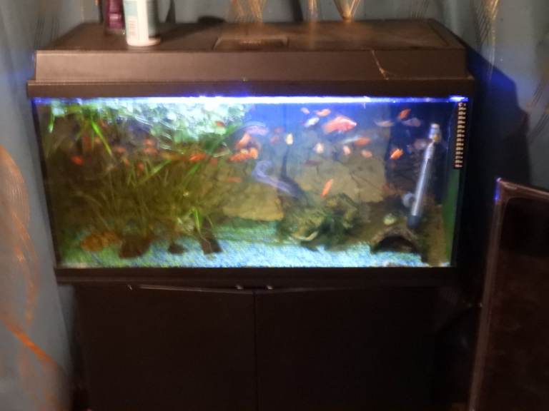 FISH  , 1 GOLDEN BARB, 1 PEPPERED CORY, I BRISRLE NOSE PLEC,  & almost 60 platys, 