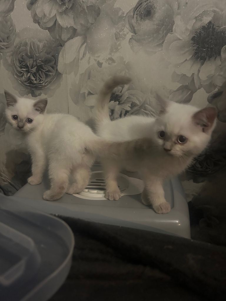 British short hair kittens