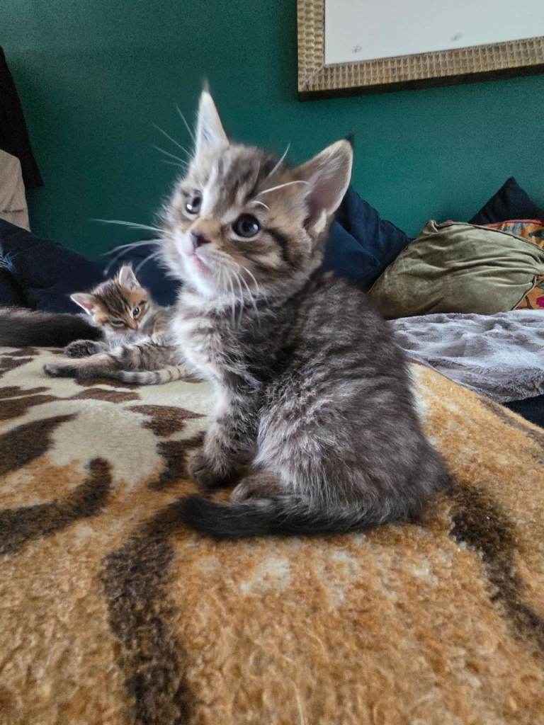 Kitten