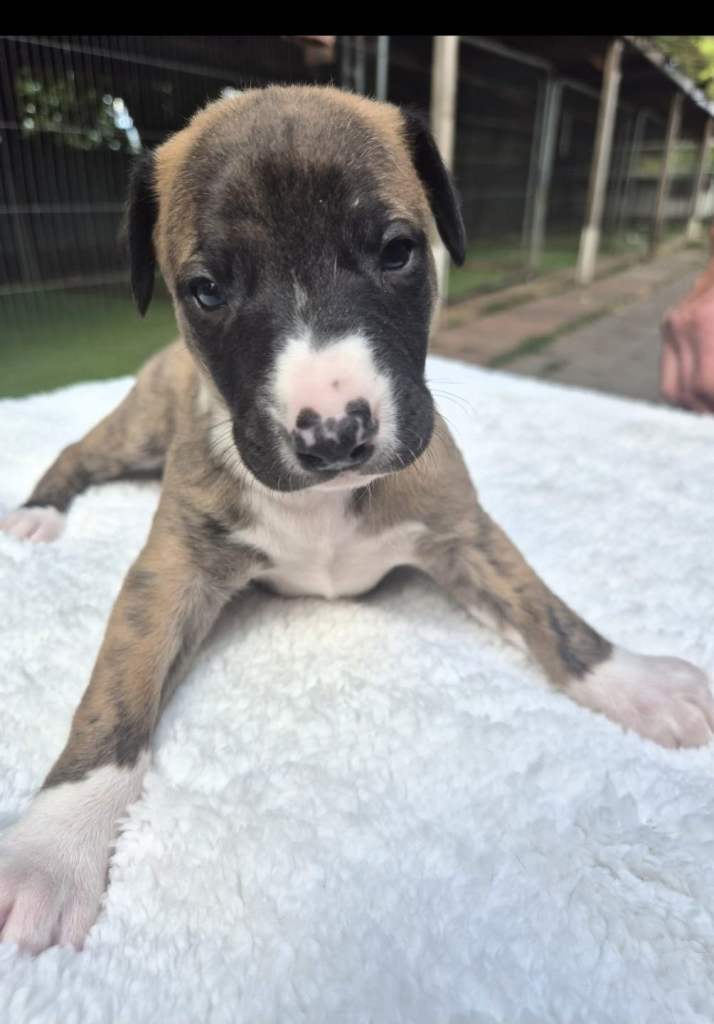 7 stunning kc registered whippet pups 