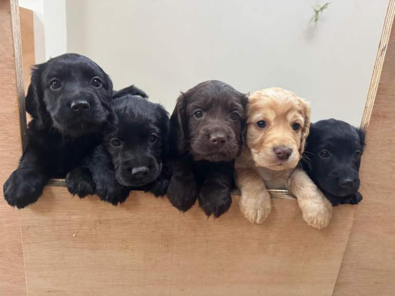 Pedigree Cocker Spaniel puppy (boy)