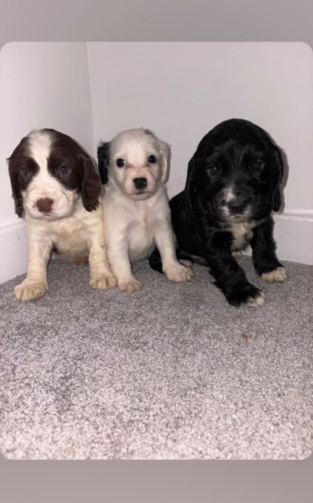 Cocker spaniel puppies 