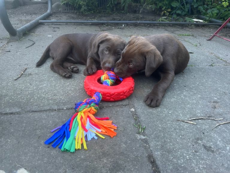 Two beautiful chocolate boys left in this litter
