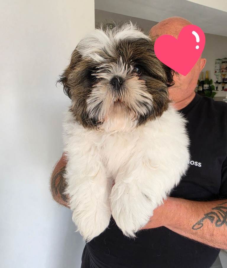 Shih Tzu Puppy 