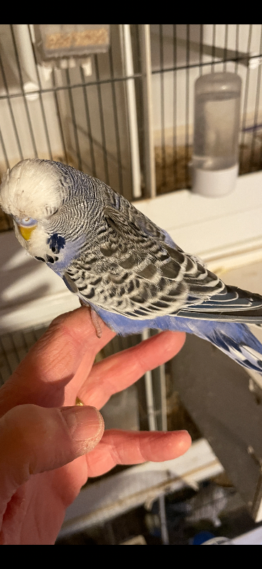 10 Jan two beautiful tame male baby budgies