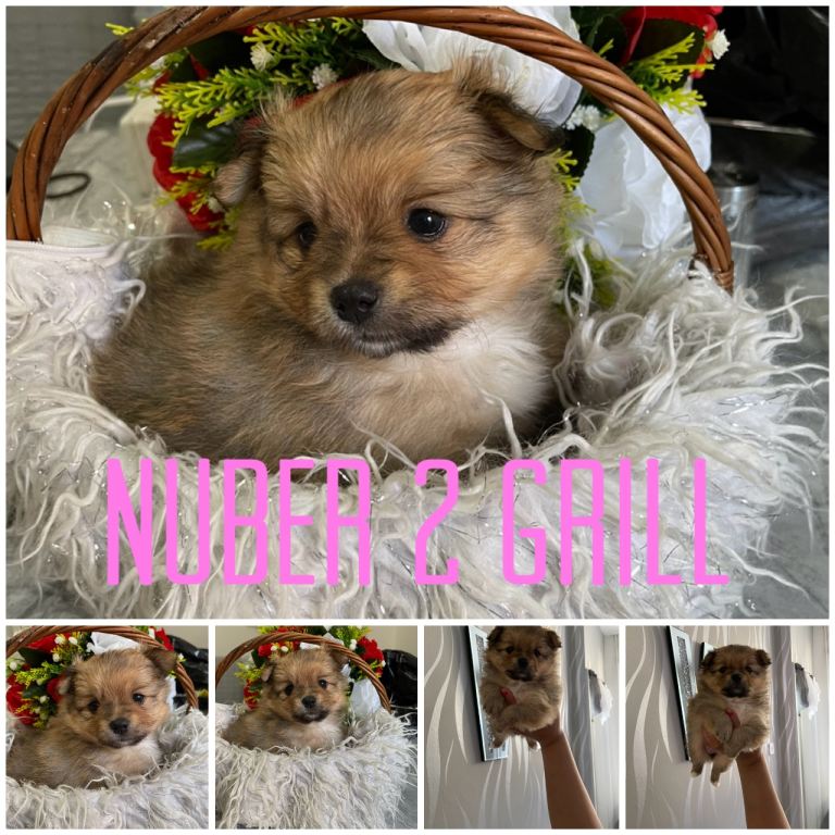 2 grill Pomerian mix Yorkshire Terry for sell 