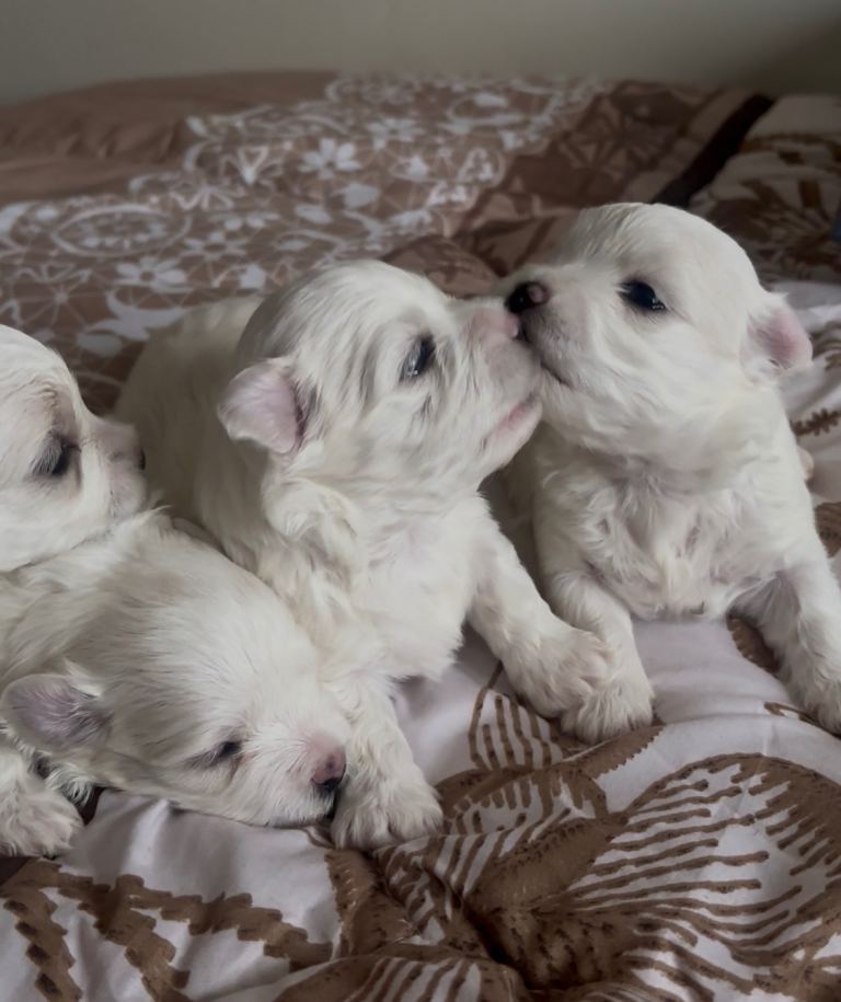 Beautiful Maltese Puppies Looking for Loving Homes