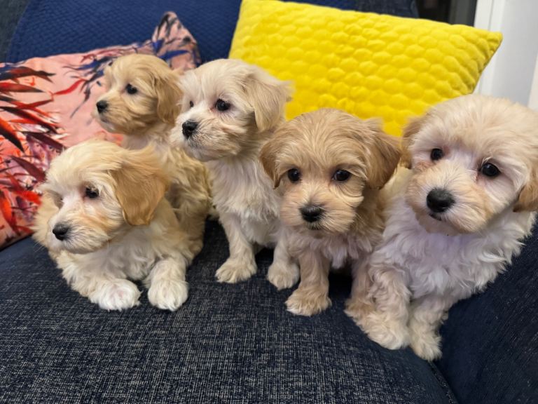 Maltipoo Puppies F1