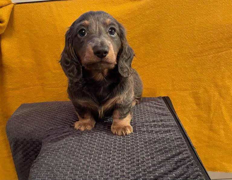 Miniature dachshund pups