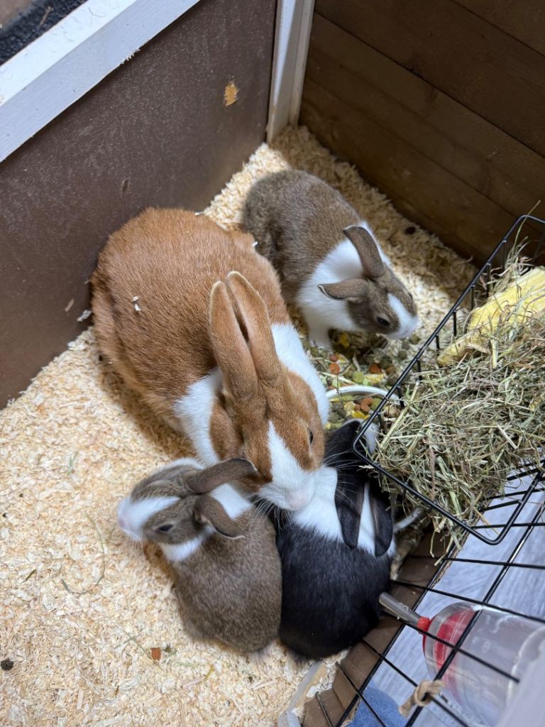Beautiful Dutch Rabbit Babies with Big Sister and Parents
