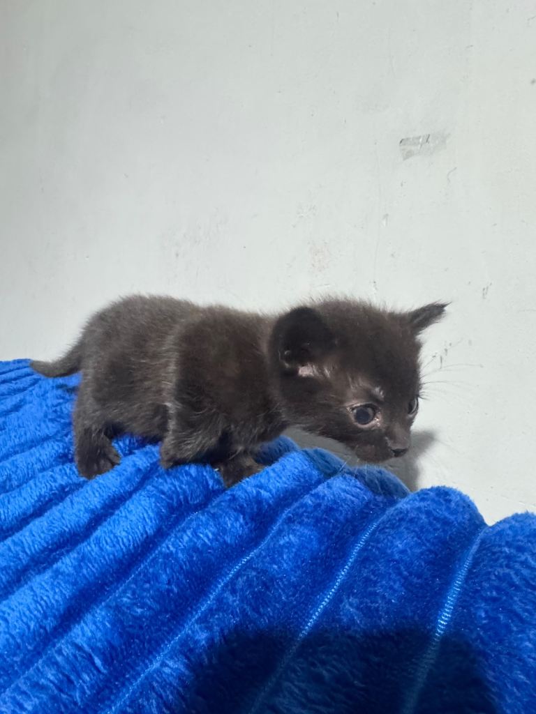 The cat kitten female black and the cat kitten boy white and grey 