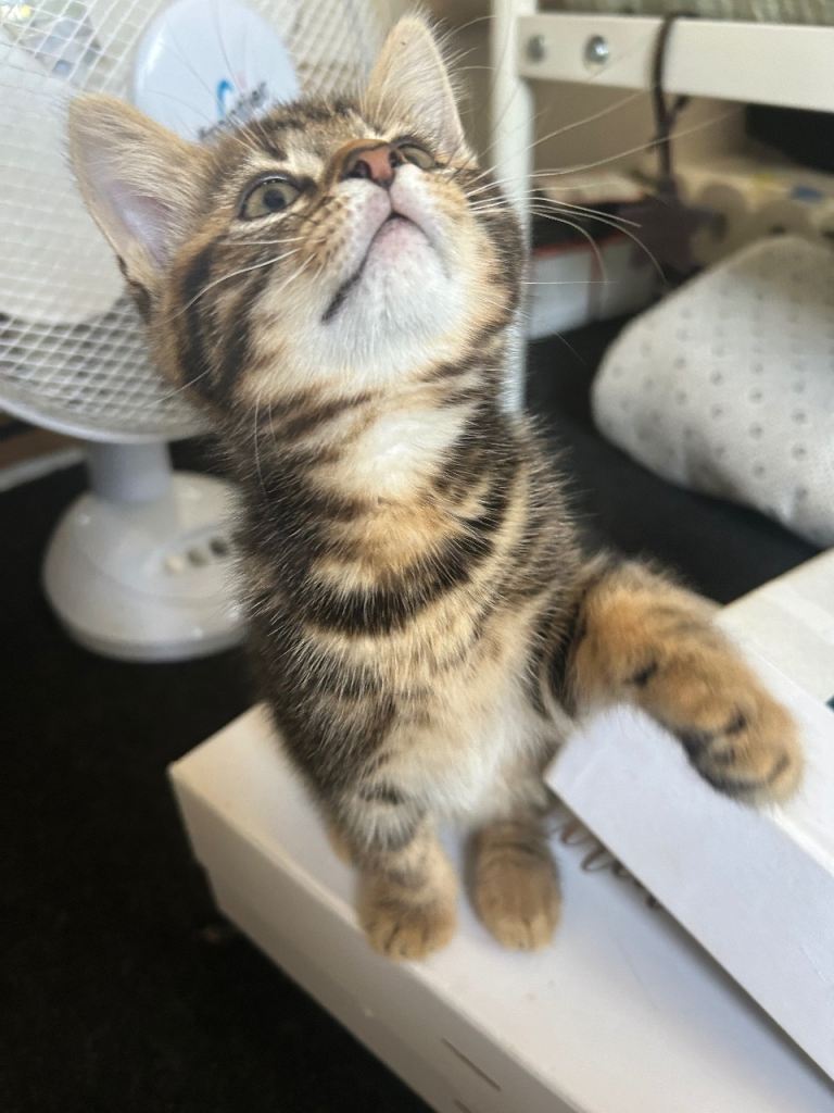 Female kitten for sale 