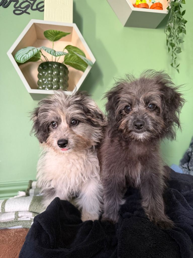 2 Gorgeous Girls Available