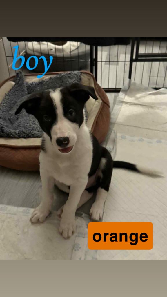 ✨ Sweet, cuddly puppies ready to find their forever families!