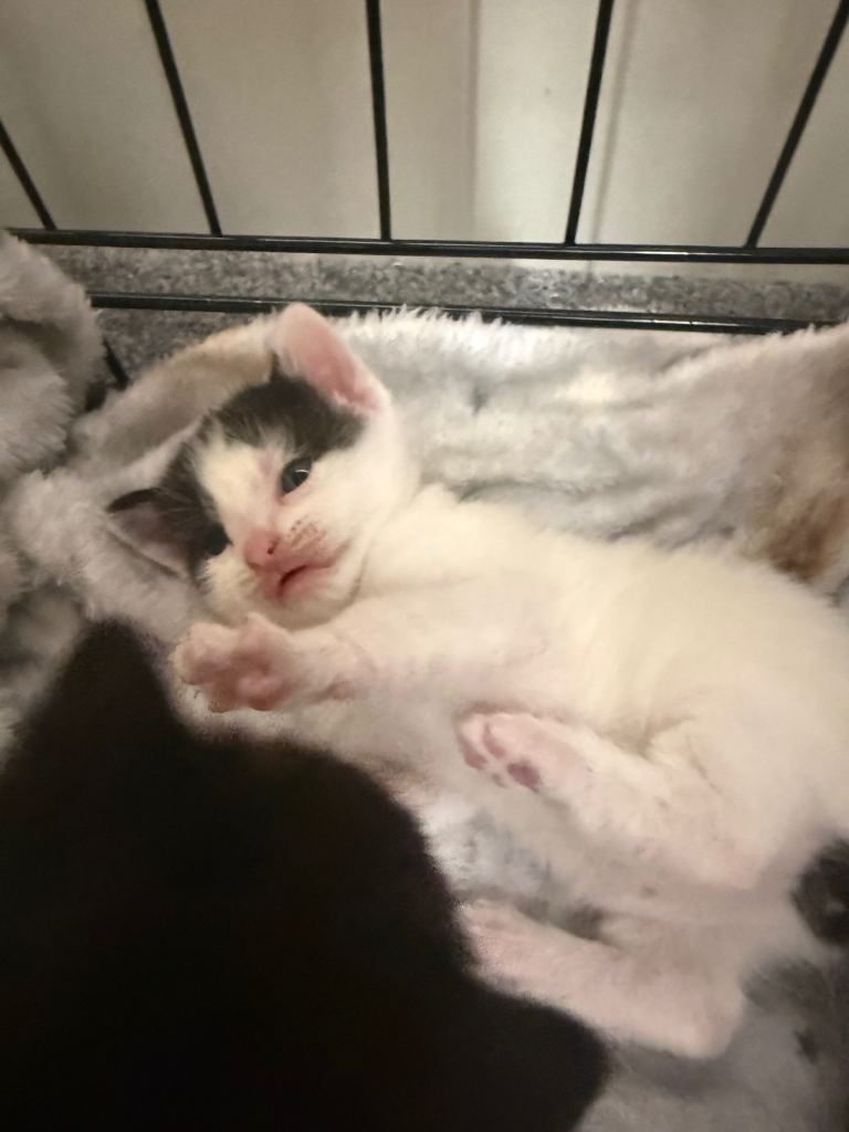 Two beautiful kittens