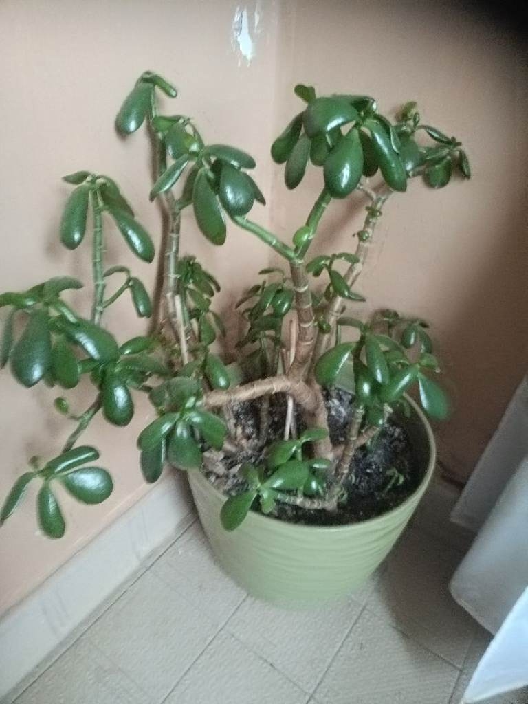 Jade money plant 