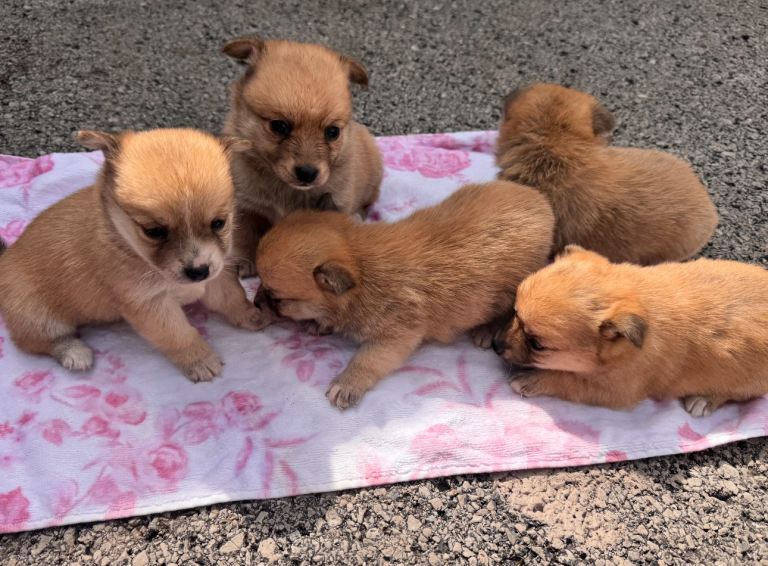 Pomeranian cross Jack Russell