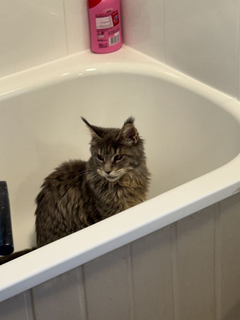 Maine coon 5 months old 