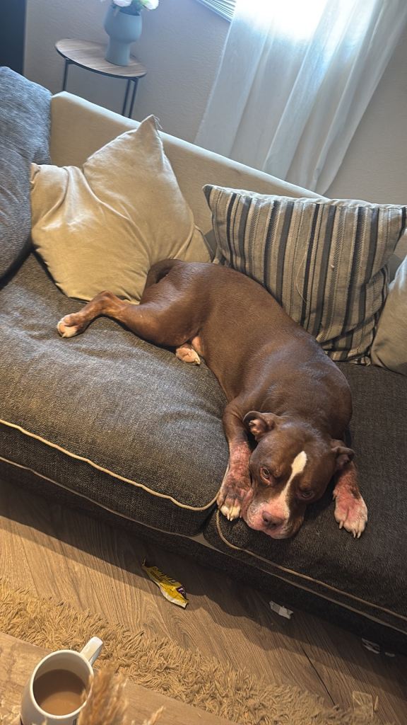 Fred American bull cross 