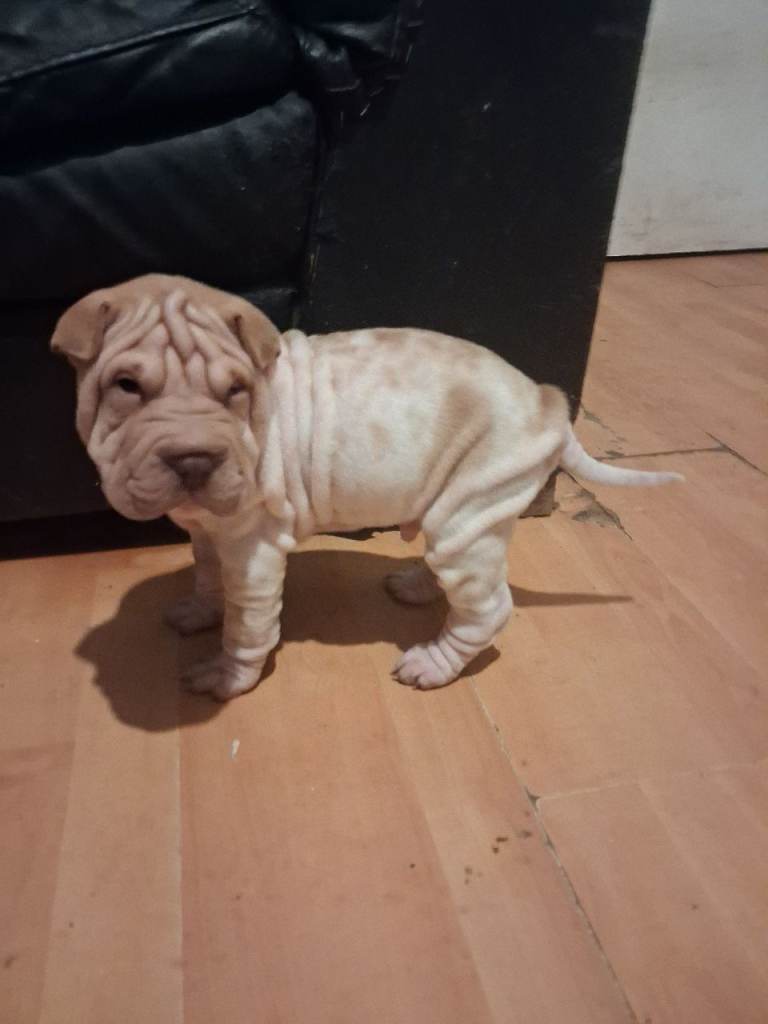 Adoreble shar pei pup 