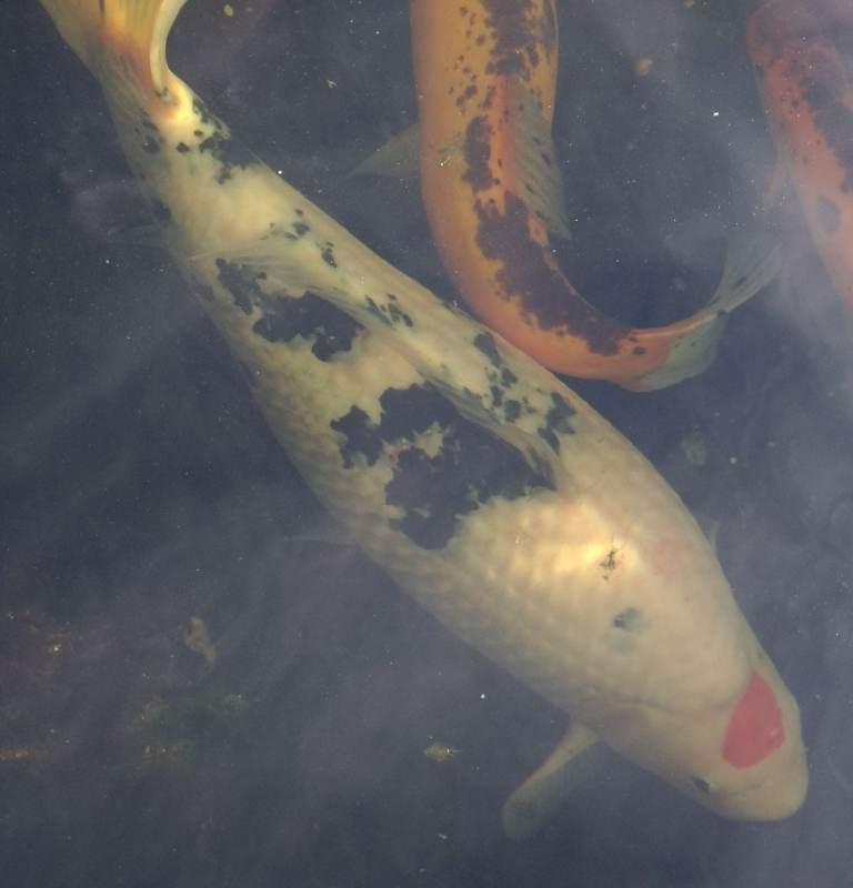 1 koi carp