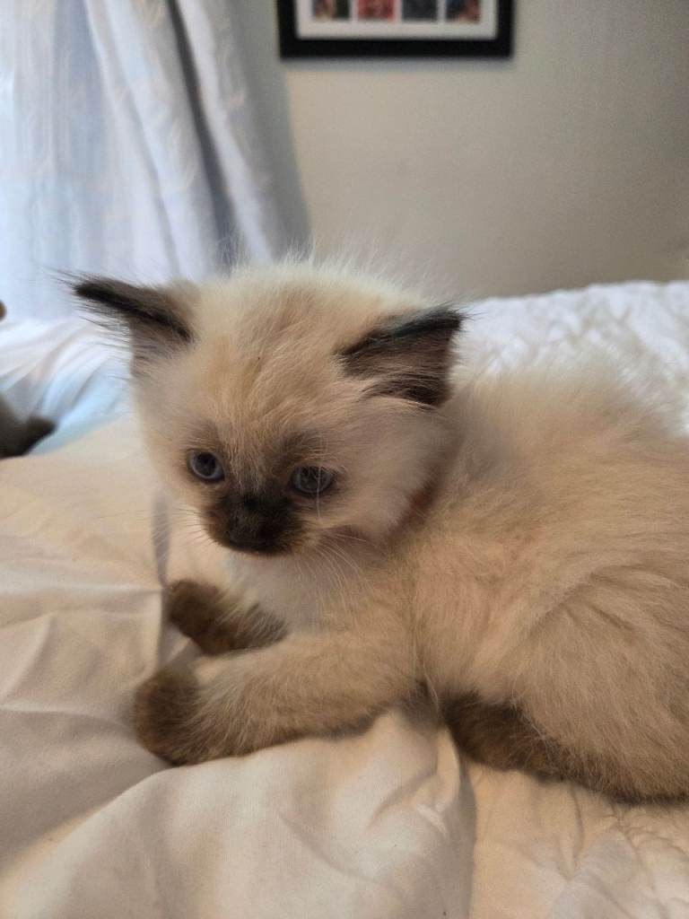 Beautiful ragdoll kittens ready to leave 5th june