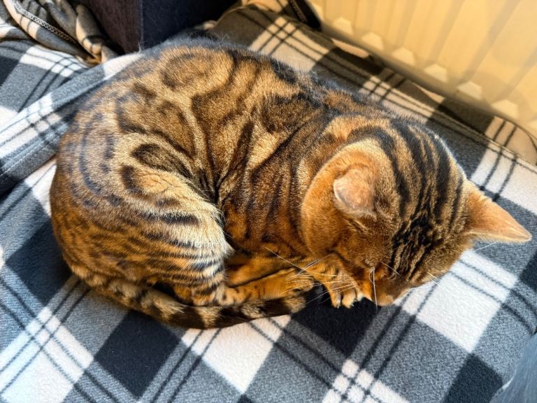 Stunning bengal male 