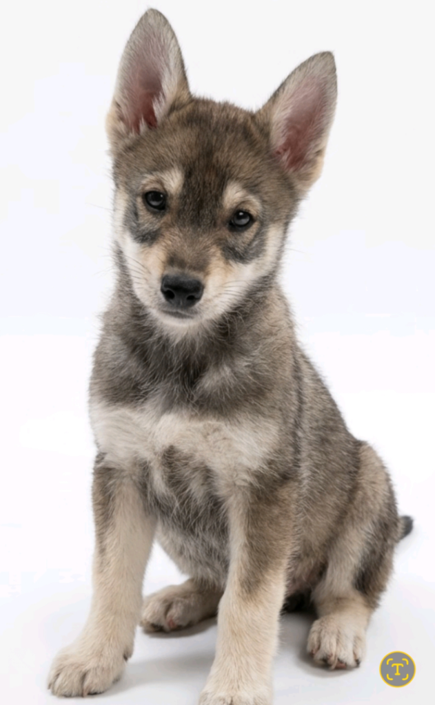 Siberian Husky